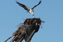 aguila_torre_IMG_3552