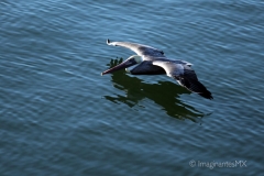 pelicano_IMG_3260